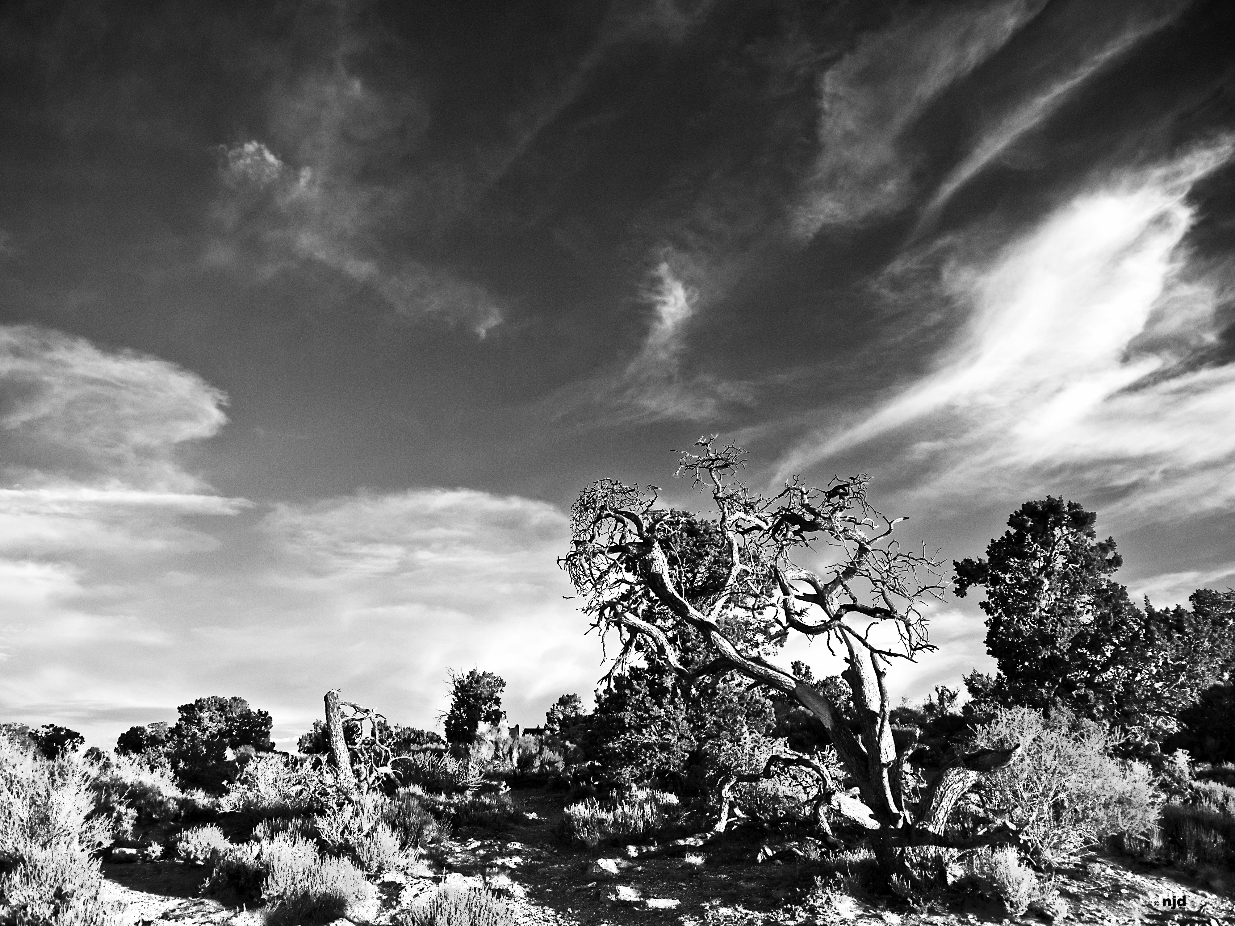 Pecos Black and White